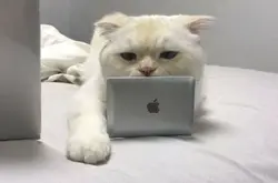 主人给猫咪准备了一台小型笔记本电脑 当看到电脑屏幕时我笑了