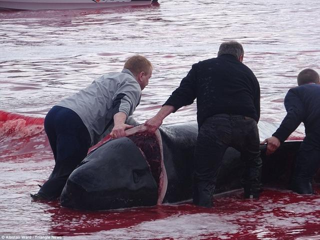 丹麦法罗群岛捕鲸活动：鲸鱼尸体遍布鲜血染红海湾