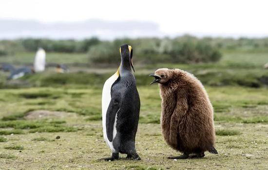 高温袭来 北极熊也许没热坏 但南极王企鹅真饿坏了