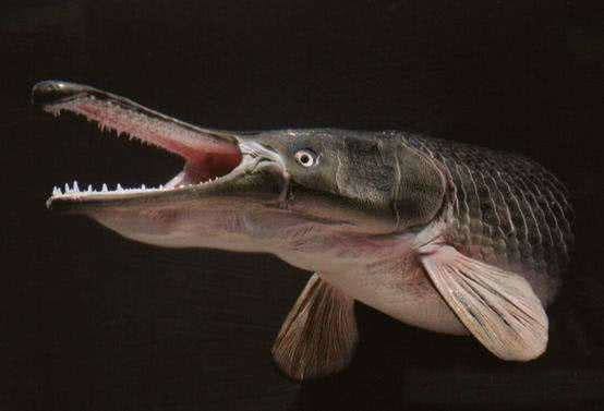 让美国人头疼的亚洲鲤鱼 终于找到对手了 是十大凶猛河兽