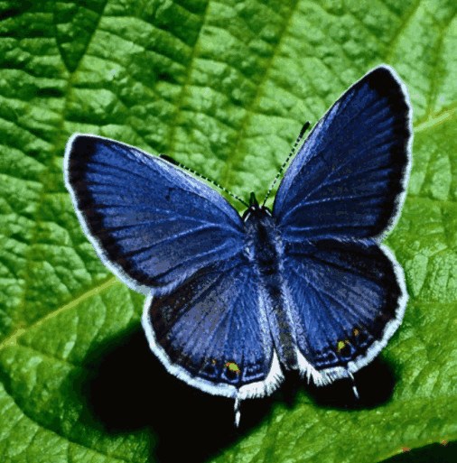 这种蝴蝶是无赖 喜欢不劳而获 专家却称它是天生的催眠师