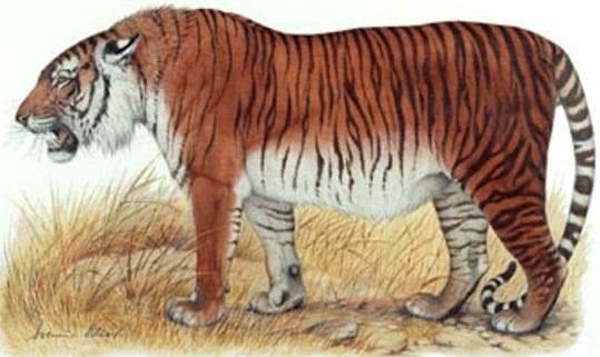 中国老虎现状 除了灭绝和濒危 还有野性消失的后代