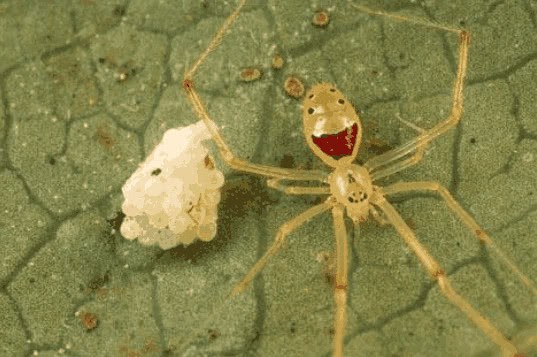 夏威夷小岛上最可爱的蜘蛛 当危险来临时 它会萌萌哒地笑