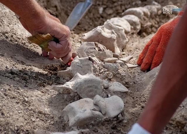 俄罗斯考古学家在克里米亚挖掘出有1000万年历史的新须鲸骸骨化石