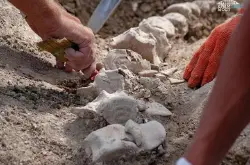 俄罗斯考古学家在克里米亚挖掘出有1000万年历史的新须鲸骸骨化石