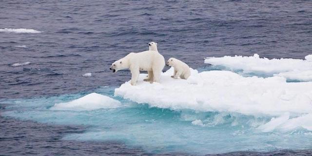 北极最稳定 坚实的冰块正在融化