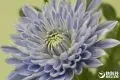 全球首株蓝色菊花日本诞生 三种植物DNA培育而成
