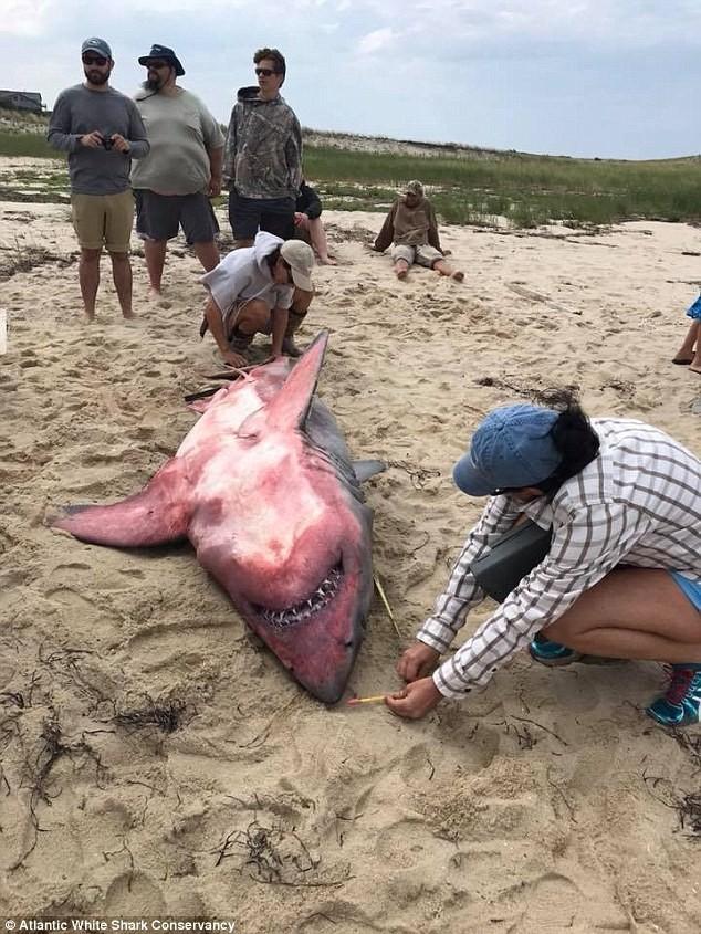 美海滩现2.7米长大白鲨尸体腹部脸部血红