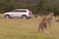 无人驾驶在澳洲遇难题：因袋鼠走路太怪异