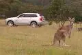 无人驾驶在澳洲遇难题：因袋鼠走路太怪异