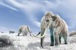 美国哈佛大学科研团队尝试以4.2万年前DNA复活长毛象