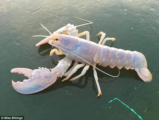 美国缅因州渔民抓到一只几乎全透明的龙虾