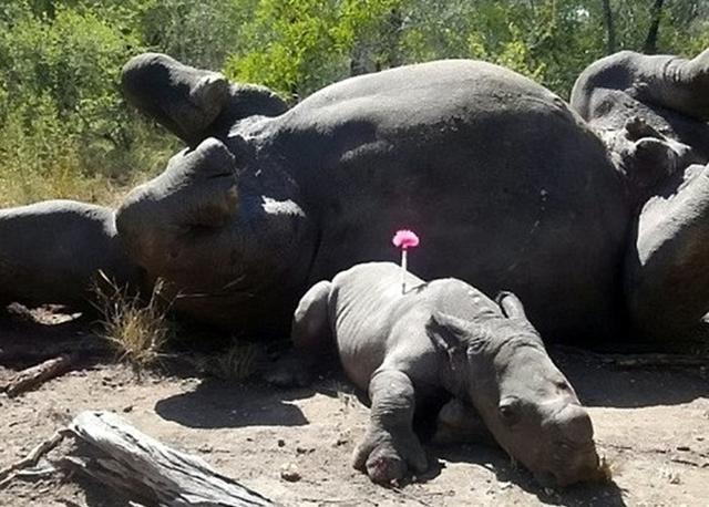 南非克鲁格国家公园白犀牛妈妈被杀死取角宝宝护母受伤伴尸