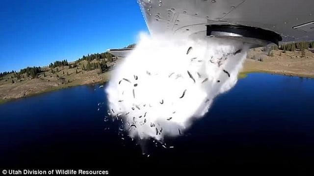 美国犹他州野生动物资源部以飞机空中投鱼到山上湖泊