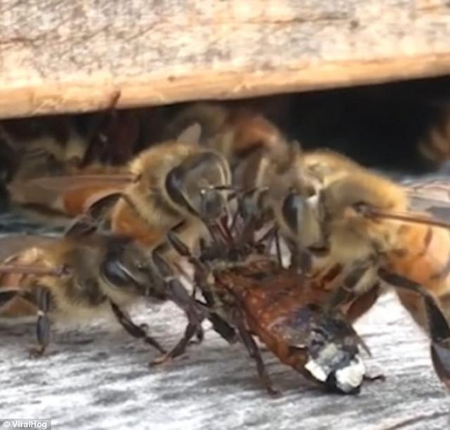 美国密歇根州农场蜜蜂被蜂蜜缠身动弹不得同伴同心协力营救