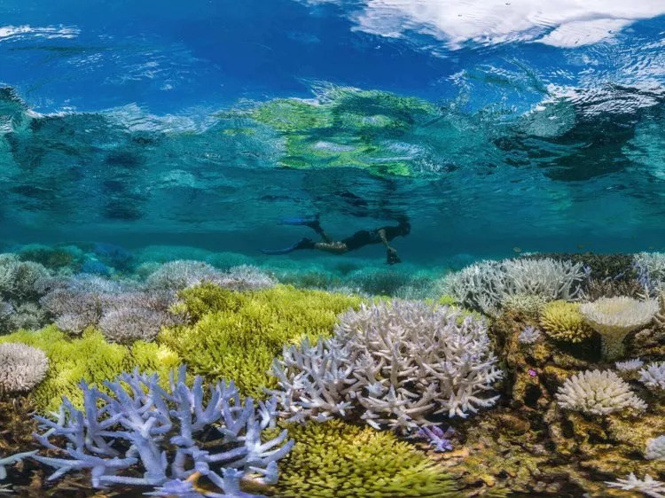 过去30年 世界上一半的珊瑚已经消失 现在研究人员这样再生珊瑚