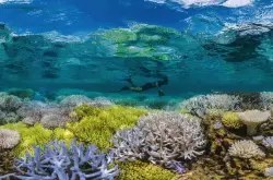 过去30年 世界上一半的珊瑚已经消失 现在研究人员这样再生珊瑚