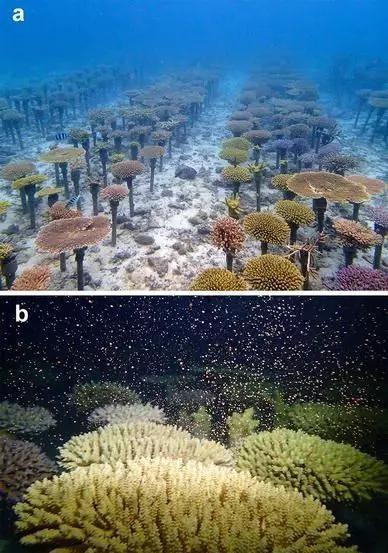 为了修复退化严重的珊瑚礁 我们在海底造林