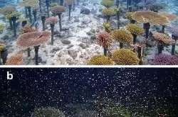 为了修复退化严重的珊瑚礁 我们在海底造林