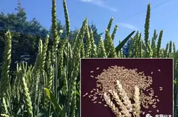 日本农研机构完成小麦基因组测序 有望加速新品种开发