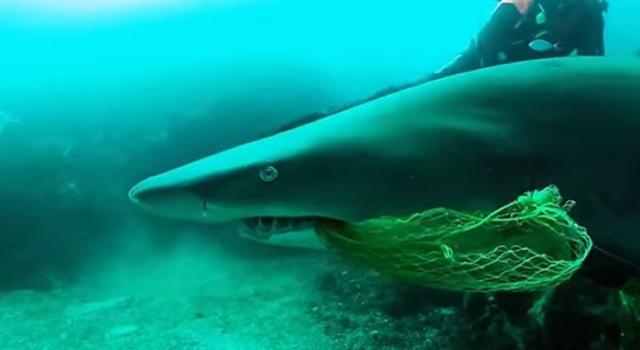 澳洲潜水教练帮沙虎鲨清除口中渔网