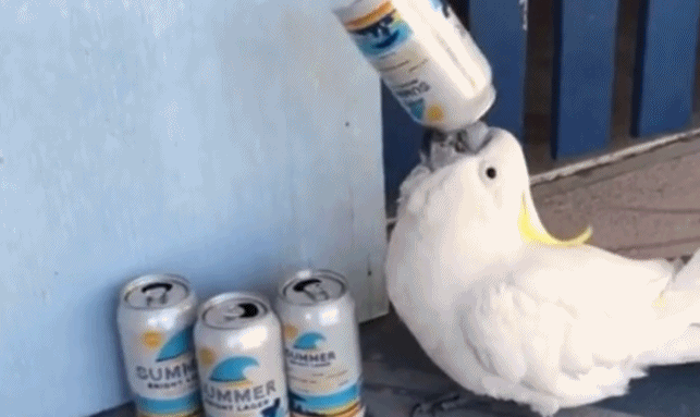 再来一罐 澳鹦鹉衔啤酒罐仰脖痛饮