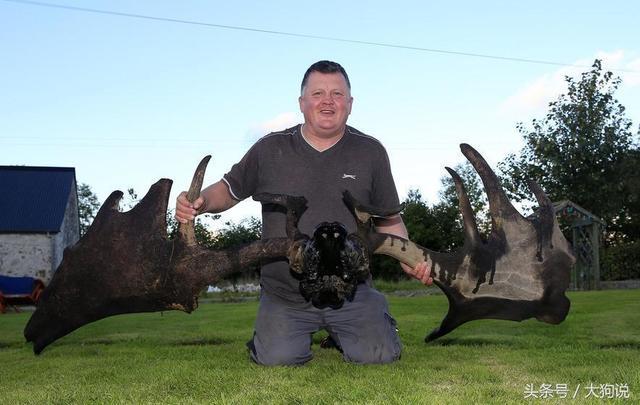 北爱尔兰渔民湖底挖出1.8米鹿角 经鉴定来自万年前灭绝巨型麋鹿