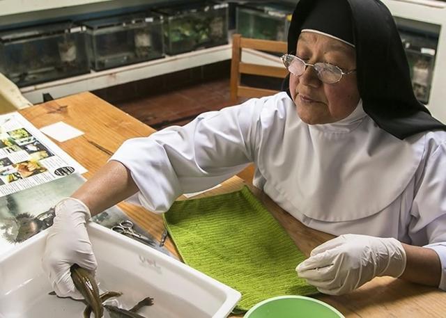 具有强大自我修复能力的蝾螈濒绝种墨西哥修女亲自在湖中收集钝口螈