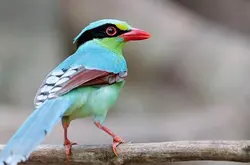 非洲出现罕见四翼鸟 非常神奇 拥有两双翅膀的作用超乎你的想像