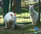 罕见白袋鼠亮相烟台动物园 十一假期快乐约起来