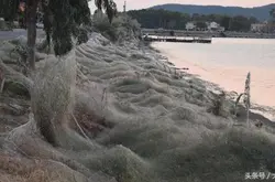 希腊小镇厄运当头：遭受大量蜘蛛袭击 300米海岸线均被蛛网覆盖