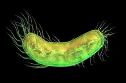 科学家发现极强悍的远古细菌 战斗力爆表 可对抗超级病毒