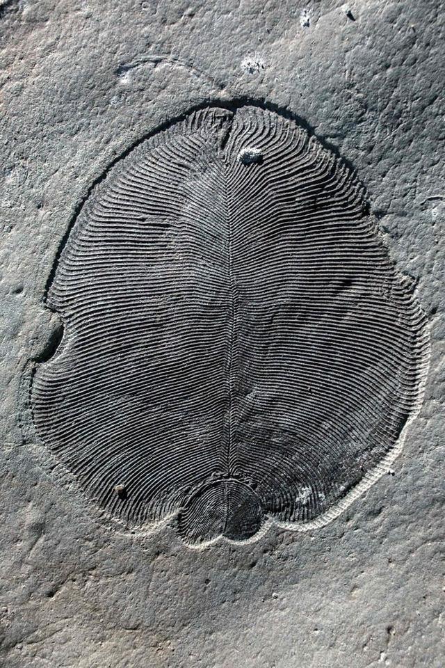 5.58亿年前狄更逊水母化石72年后才证实是地球上已知最早动物
