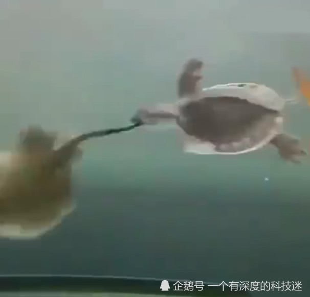 海龟咬住鳐的尾巴 鳐：松开你的嘴 海龟：大哥我就搭个顺风车