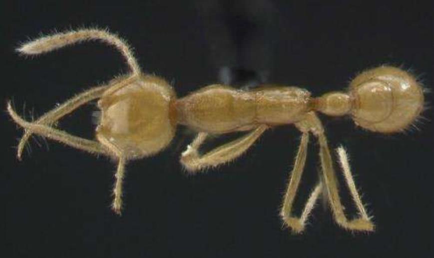 它是蚂蚁的祖先 外型与黄蜂相似 起源可追溯至1.2亿年前