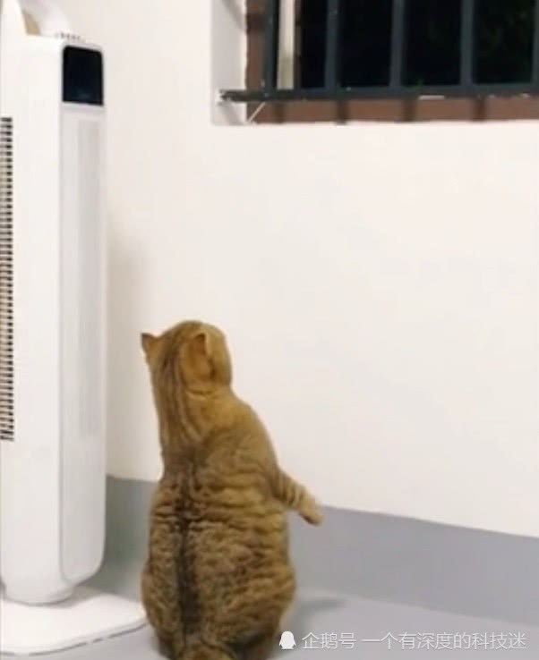 猫咪想越狱 做了个引体向上放弃了 网友：大橘为重