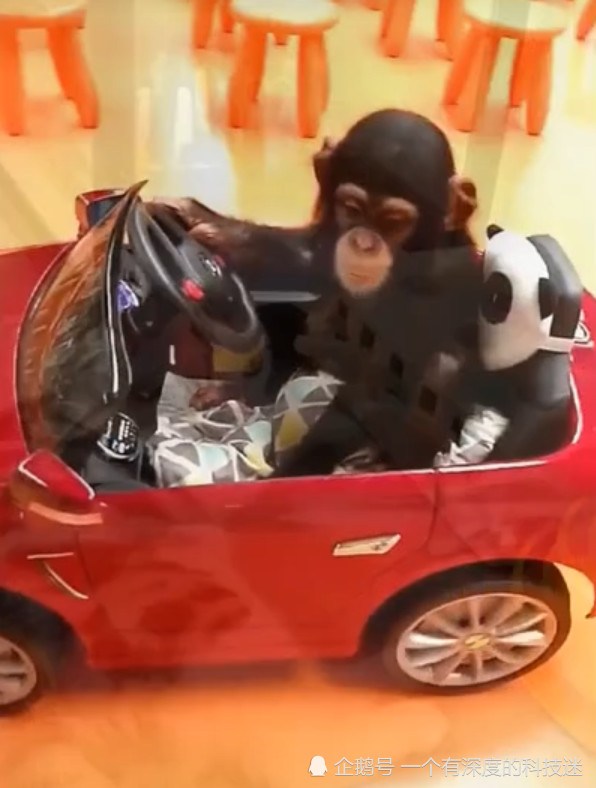黑猩猩开跑车 单手握方向盘很是潇洒 黑猩猩：还不上车？