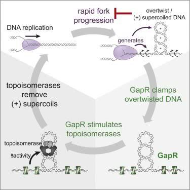 Cell：鉴定出蛋白GapR识别过度扭曲的DNA结构