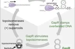 Cell：鉴定出蛋白GapR识别过度扭曲的DNA结构