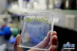 太空种粮种菜开花结果中国完成植物生长全过程实验