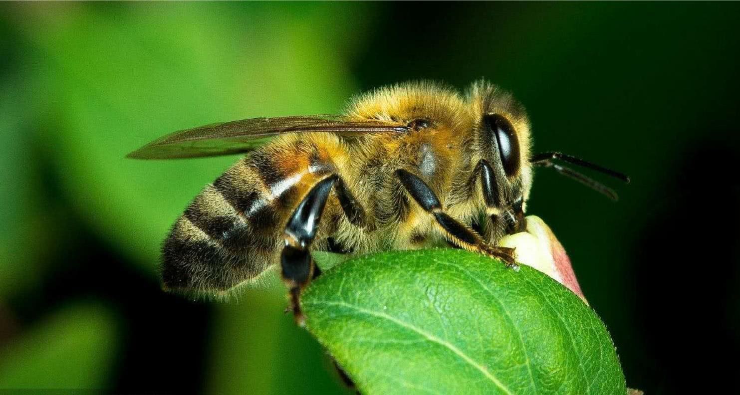 人类正在把自己赶尽杀绝 科学家：农药草甘膦早已加速蜜蜂的灭绝