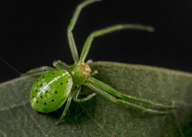 宝石般美丽：澳洲昆士兰省库鲁拉海岸发现37种新蜘蛛品种