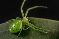 宝石般美丽：澳洲昆士兰省库鲁拉海岸发现37种新蜘蛛品种