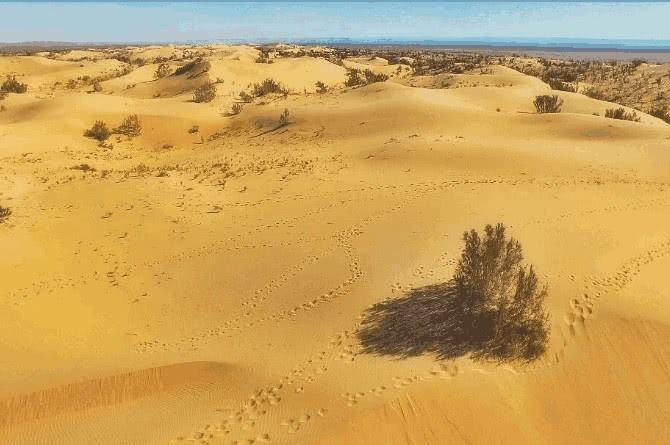 沙漠除了一望无际的沙子外 沙漠之下是个什么世界？答案难以想像