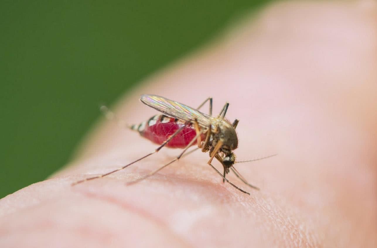 科学家实现重要突破 蚊子后代丧失叮咬能力 第八代后将彻底灭绝