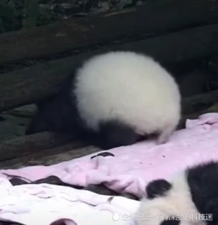 熊猫宝宝贪玩卡在了栏杆里 撅著大屁股 熊猫：来人 救救宝宝