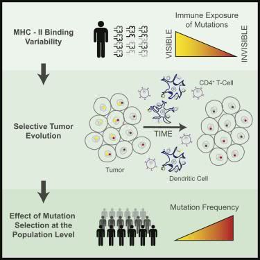 Cell：癌症免疫疗法重大进展 揭示MHC-II在其中的重要作用
