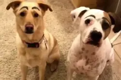 主人给狗狗画上了眉毛 场面太喜感控制不住 狗子：看镜头微笑