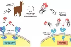 AngeChemIntEd：羊驼体内的特殊纳米抗体或能抵御癌症