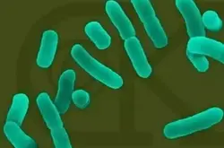 新发现益生菌杆菌可以清除葡萄球菌